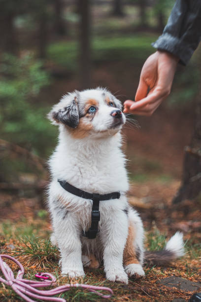 cute Australian Shepherd puppy sits obediently next to his master and looks up to him waiting for a treat. The forest is illuminated by the rays of sunset light. Good friends stock photo