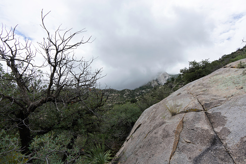 Aguirre Springs in monsoon season, with waters high and vegetation green, grass grows up through a crack in a large stone form, skeletal oak in foreground