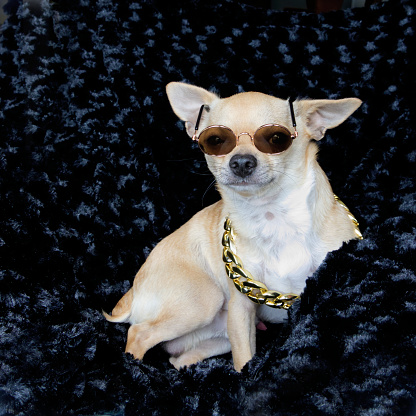 Stylish chihuahua dog in glasses and a necklace. A pedigree dog dressed in accessories. Fashion  Style. Funny Chihuahua