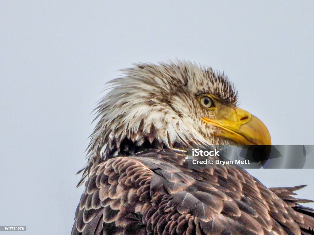 Juvenile Bald Eagle Selfie 2 Juvenile bald eagle on the pacific west coast. Animal Body Part Stock Photo