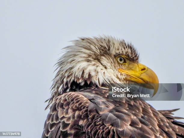 Juvenile Bald Eagle Selfie 2 Stock Photo - Download Image Now - Animal Body Part, Animal Head, Animals In The Wild