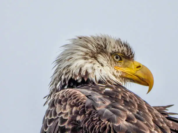 Juvenile bald eagle on the pacific west coast.