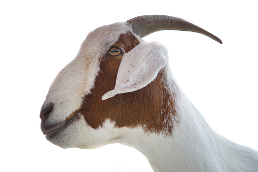 Goat portrait. Domestic goat.