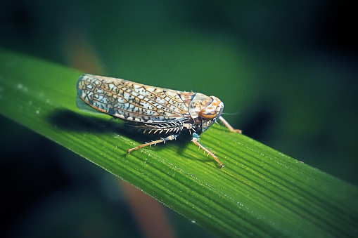 Orientus ishidae Mosaic Leafhopper Insect. Digitally Enhanced Photograph.