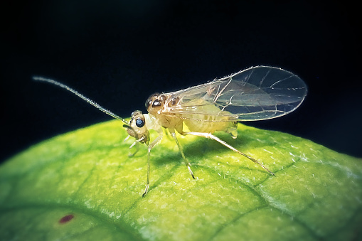 Psocoptera sp. Barklouse Insect. Digitally Enhanced Photograph.