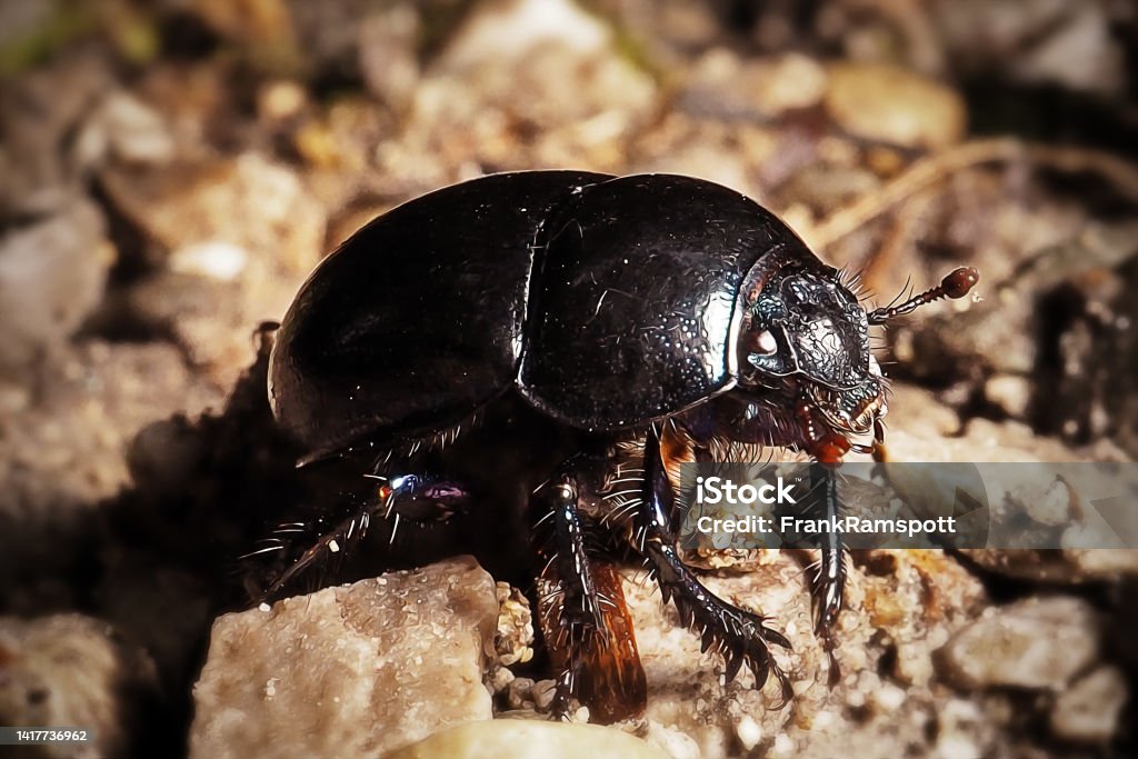 Anoplotrupes stercorosus Dor Beetle Insect Anoplotrupes stercorosus Dor Beetle Insect. Digitally Enhanced Photograph. Animal Stock Photo