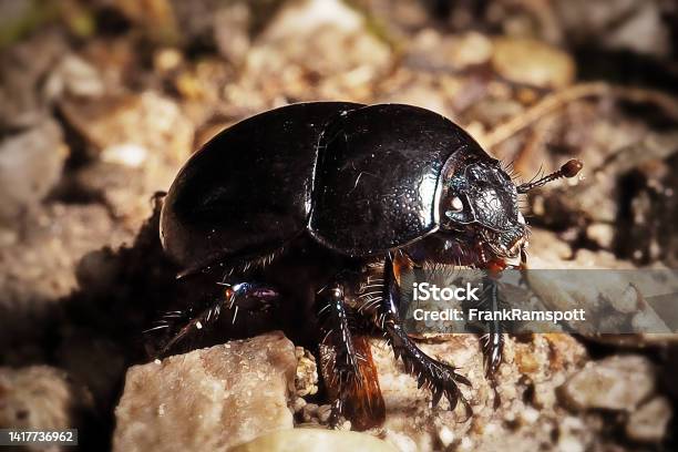 Anoplotrupes Stercorosus Dor Beetle Insect Stock Photo - Download Image Now - Animal, Animal Wildlife, Animals In The Wild
