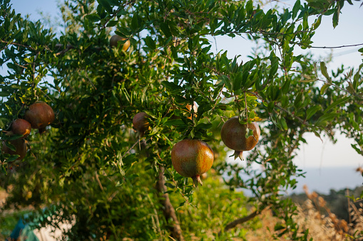 Beautiful Pomegranates on The Tree. Izmir-Turkey. Slightly dept of field. Selective focus.