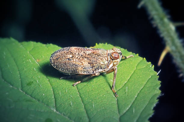 Issus coleoptratus Planthopper Insect stock photo