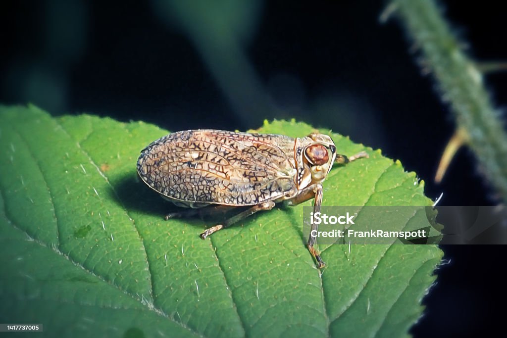 Issus coleoptratus Planthopper Insect - Royalty-free Almanya Stok görsel