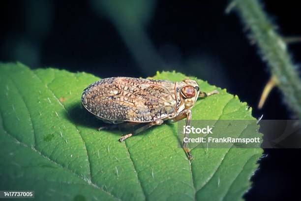 Issus Coleoptratus Planthopper Insect Stok Fotoğraflar & Almanya‘nin Daha Fazla Resimleri - Almanya, Bej, Bir Hayvan