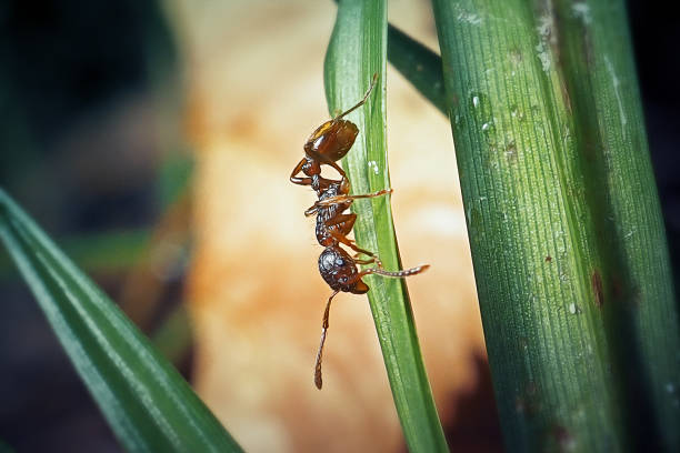 istock Myrmica rubra Formicidae Common Red Ant Insect 1417737022