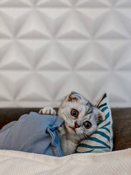 Aurora scottish fold cat relaxation pillow - fotografia de stock