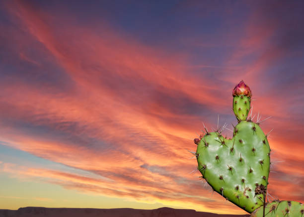 Beautiful cacti and mountains on background, closeup. Space for text