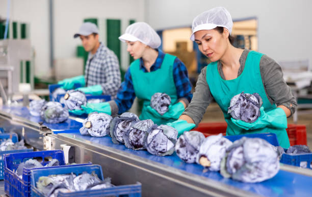 istock Female employee working on conveyor line sorting red cabbages 1417740159