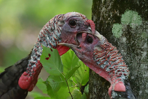 Male wild turkeys fighting in the deep woods of New England. Such battles for dominance can be long and bloody, possibly producing fatal wounds. Combatants may intertwine their long necks and push against each other with their chests while biting. They may stumble through the woods, knocking into trees and other vegetation for 15 minutes or longer, until one utters a distressed call that may signal surrender.