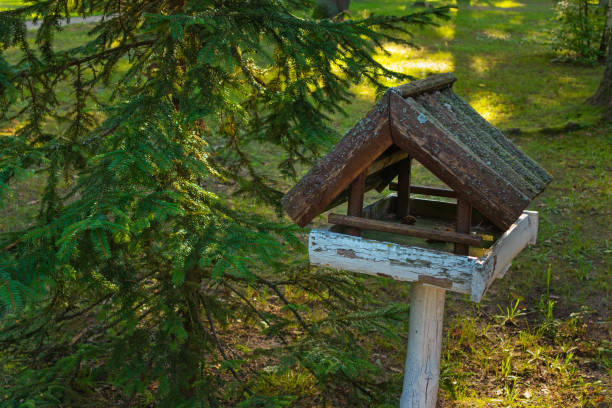 istock Old wooden bird feeder in the forest next to a coniferous tree 1417741297