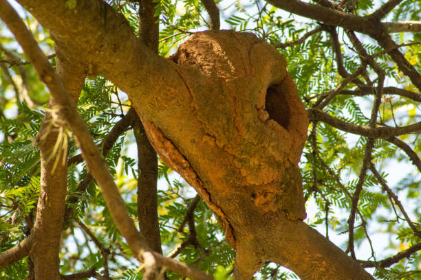 bird's nest furnarius rufus (joão-de-barro) - joao de barro - fotografias e filmes do acervo