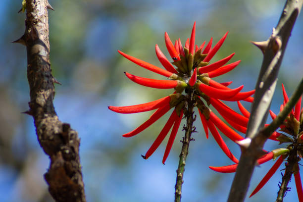 istock Chandelier - Erythrina speciosa 1417741610