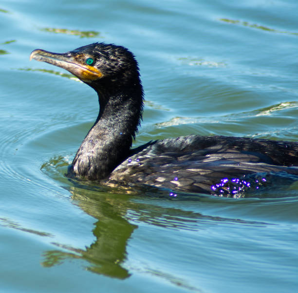 istock Phalacrocorax brasilianus - Cormorant 1417741658