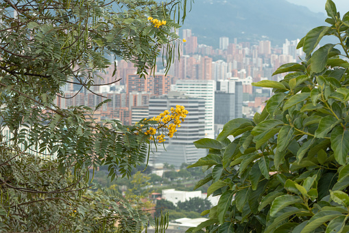 Plant with buildings in the background