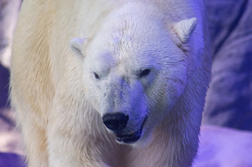 Polar Bear