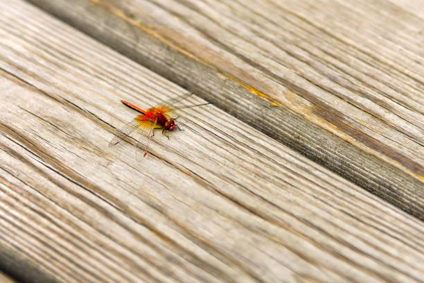 Close up of a dragonfly