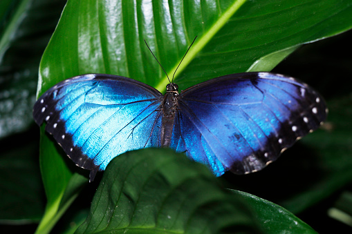 Blue morpho may refer to several species of distinctly blue butterfly under the genus Morpho sitting in close up