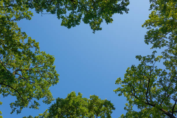 istock Blue clear sky surrounded by tree branches with green foliage in the forest 1417743417