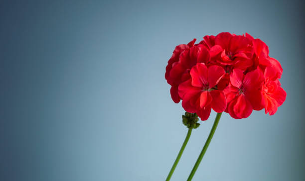 istock blooming red geranium flower on gray background with space for text 1417743433