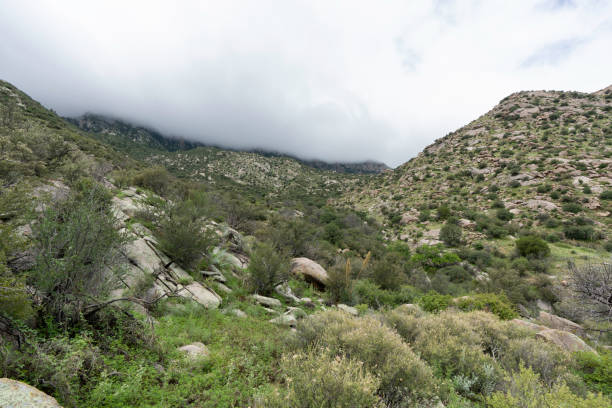istock River Canyon, Aguirre Springs, Monsoon Season 1417743493