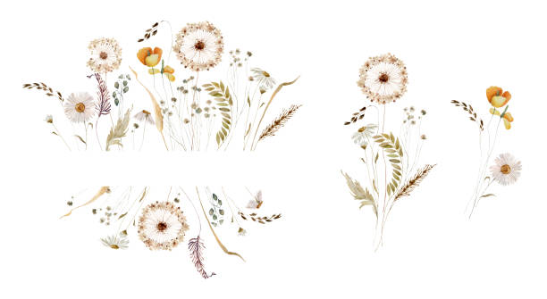aquarell wildblumen illustration - dandelion wildflower field flower stock-grafiken, -clipart, -cartoons und -symbole