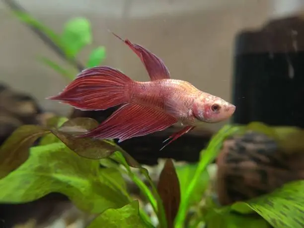 A closeup shot of a pink female veiltail Betta Siamese fighting fish  with aquatic plants in the background.