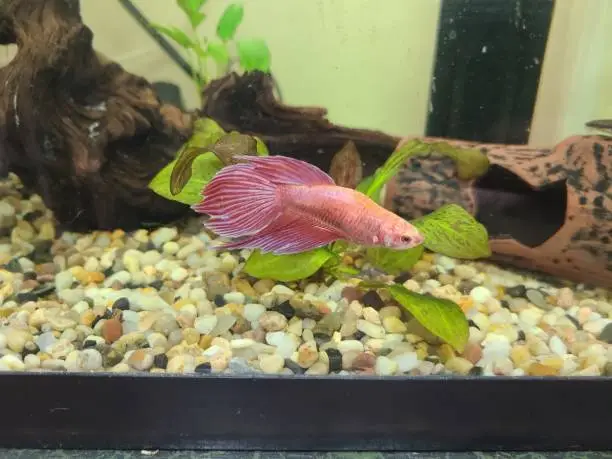 A photo of a pink female veiltail Betta Siamese fighting fish in a 10 gallon indoor aquarium with live plants in the tank and natural colour gravel with white black grey etc.