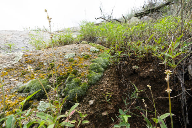 Aguirre Springs in monsoon season, with waters high and vegetation green, moss thrives on moist rock, alongside lichens