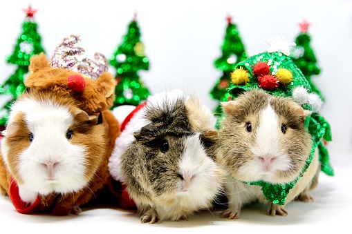 Three guinea pigs celebrating Christmas in costumes