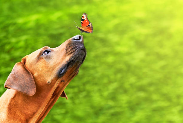 istock Rhodesian ridgeback dog with a butterfly on its nose over green background 1417746623