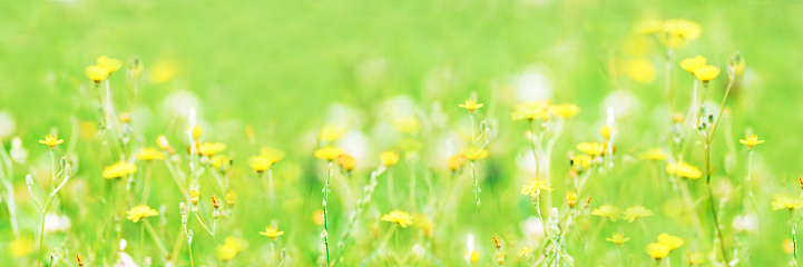 Background of white and yellow summer flowers on green grass Natural blurred background  Banner Soft focus