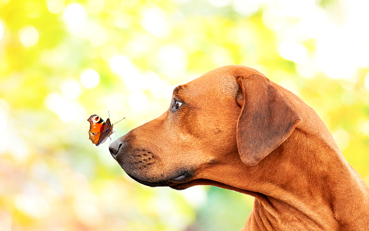 Colorful butterfly sitting on Rhodesian ridgeback dog's nose on bright yellow background