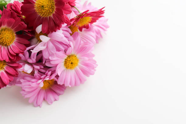 istock bouquet of chrysanthemums on a white background 1417746663