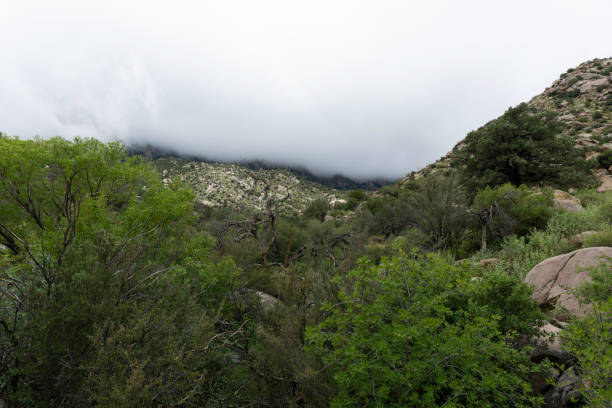 istock This Forest in Desert, Aguirre Springs, Monsoon Season 1417746898