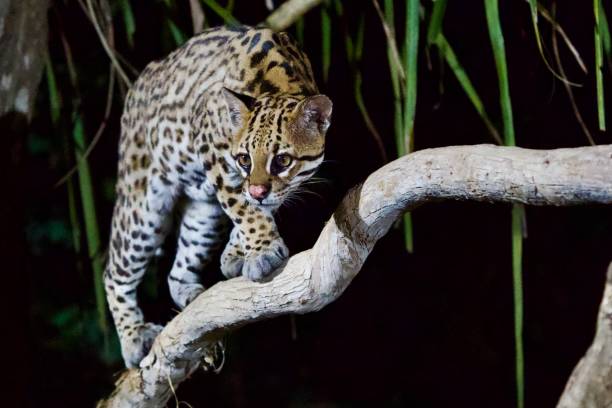 jaguatirica no pantanal, brasil - jaguatirica - fotografias e filmes do acervo