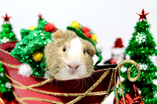 Guinea Pig posing in a Christmas costume