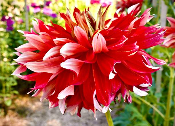 dalia roja vibrante con colores de fondo - motivation rock flower single flower fotografías e imágenes de stock