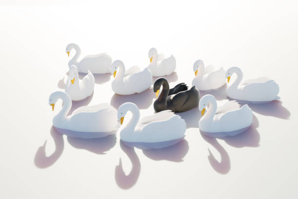 3d render: black swan event - term for a very seldom event with a major effect often resulting in a stock market crash. one black swan within a swarm of white swans. - seldom imagens e fotografias de stock
