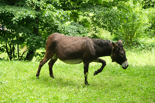 Wild donkies roam unrestrained all over the island of Saint John in the US Virgin Islands.Click on the banner below for more photos of farm animals: