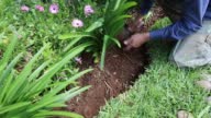 istock Weeding and arranging plants in the garden 1417751285