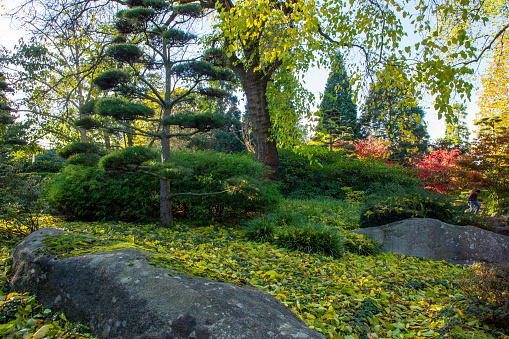 Trimmed pine trees and other plants and rocks   in  Hamburg Botanical Garden Planten un Blomen   amazing autumn!