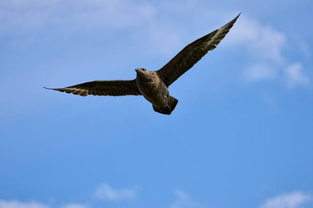 great skua, Stercorarius skua, bonxie, Scotland, Handa Island,  Scottish Wildlife Trust nature reserve, North-West Sutherland national scenic area