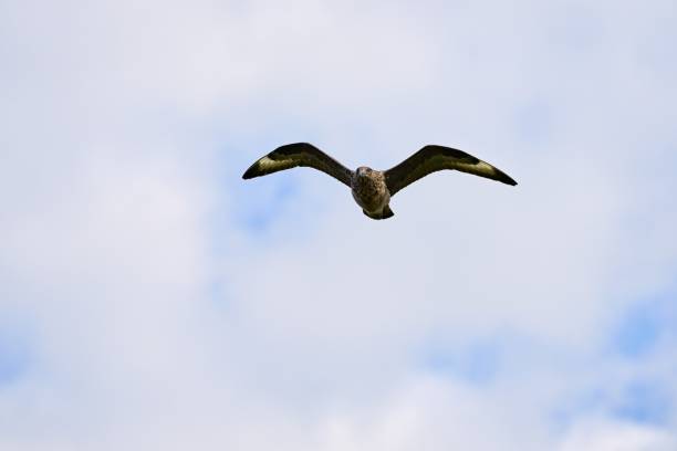 great skua, Stercorarius skua, bonxie, Scotland, Handa Island,  Scottish Wildlife Trust nature reserve, North-West Sutherland national scenic area